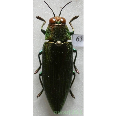 Chrysochroa purpureiventris marinae Lander, 1992 Thailand 32mm63